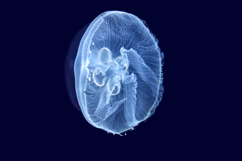 swimming, black background, studio shot, poisonous, seabed, cnidarian, stinging, blue background, animal themes, ocean, invertebrate, no people, movement