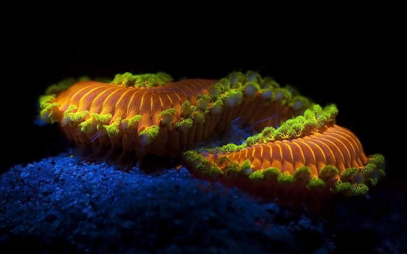 close-up, underwater, animal wildlife, cnidarian, outdoors, animals in captivity, sea Life, no people, creature, black background, fish, nature, macro
