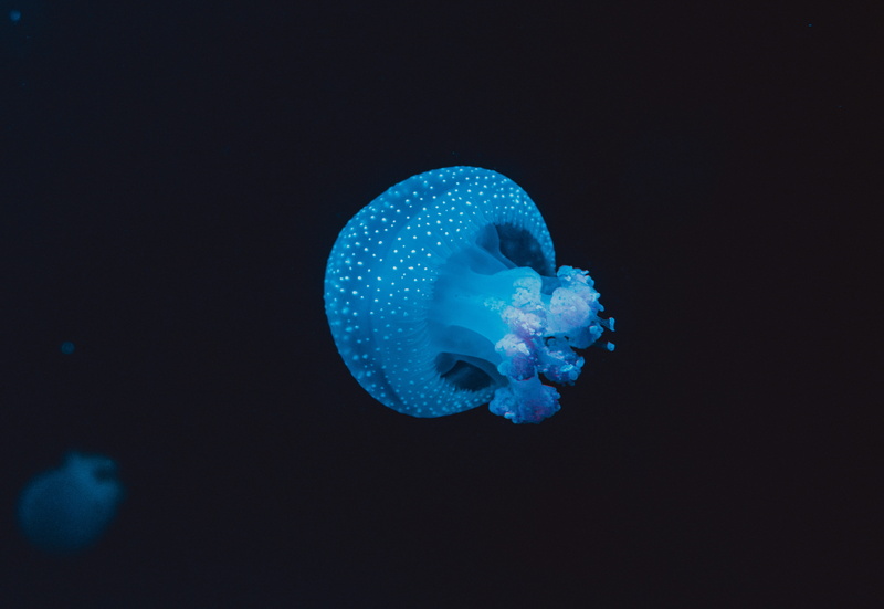 jellyfish, invertebrate, sea, tropical Climate, nature, translucent, sea Life, swimming, deep, dark, sea Life Centre, swim, black background, 4K, marine