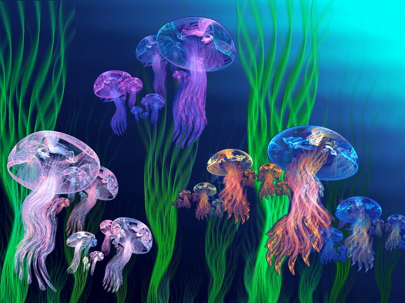 group of animals, aquatic, swimming, water, purple, poisonous, abstract, outdoors, animals in captivity, animal themes, deep, multi Colored, sea Life, animal wildlife