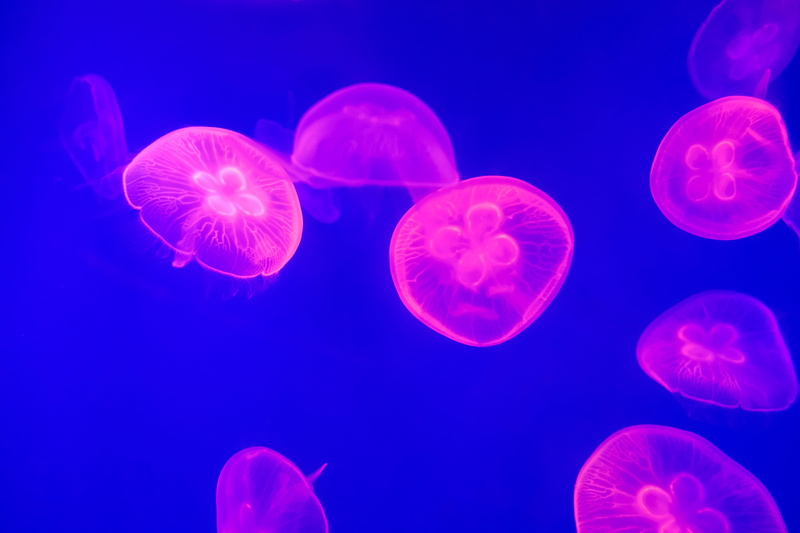 stinging, underwater, sea, poisonous, deep, water, aquarium, pink, wildlife, red, multi Colored, neon, sea Life, backgrounds, light, fish Tank, fish, sealife