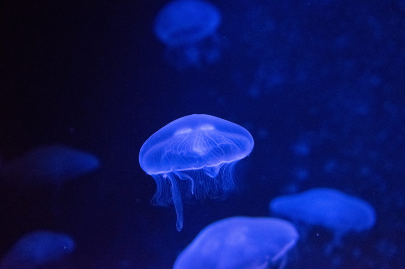 aquarium, 5K, translucent, jelly, fishjelly, animals And Pets, backgrounds, purple, fish Tank, deep, underwater, tentacle, blue, sea Life, swimming Animal