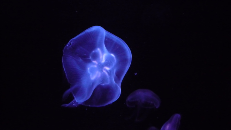 tentacle, animal wildlife, sea water, aquarium, no people, cnidarian, meeresbewohner, shine through, undersea, ocean, drive, water, animals in captivity