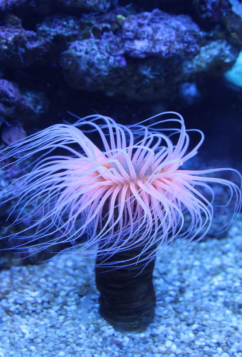 beauty in nature, invertebrate, one animal, animal themes, nature, sea, sea anemone, 4K, seenelken, water, cnidarian, animals in the wild, sea life, Sea Anemones