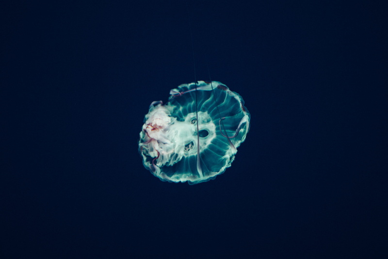 outdoors, beauty in nature, saltwater fish, blue, underwater, copy space, animal themes, swimming Animal, black background, one animal, wildlife, swim