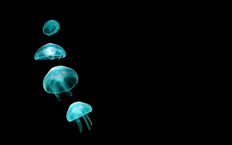 animal wildlife, marine, wildlife, black background, swimming, art, stinging, animals And Pets, multi Colored, cnidarian, underwater, tank, animals In The Wild