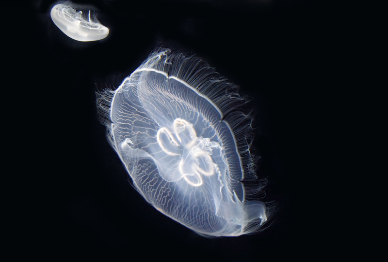 animals in the wild, animal, sea, ocean, marine animal, seabed, close-up, studio shot, Jellyfish, sea life, animal themes, two, one animal, black background