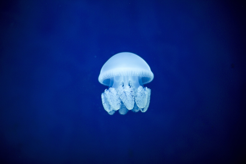 undersea, floating on water, jellyfish, poisonous, white, swimming Animal, animal, marine, tentacle, fish Tank, sea, invertebrate, sea Life, animals in the wild