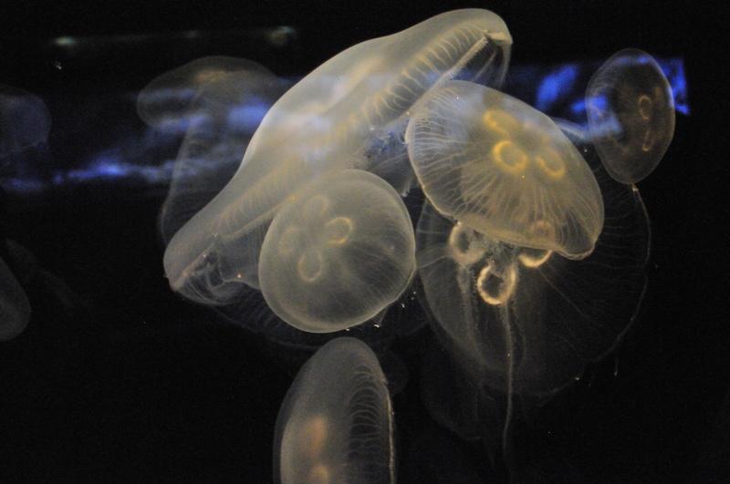swimming Animal, aquarium, white, indoors, invertebrate, floating on water, cnidarian, animal themes, animal, nature, medusa, close-up, tentacle, animals in captivity
