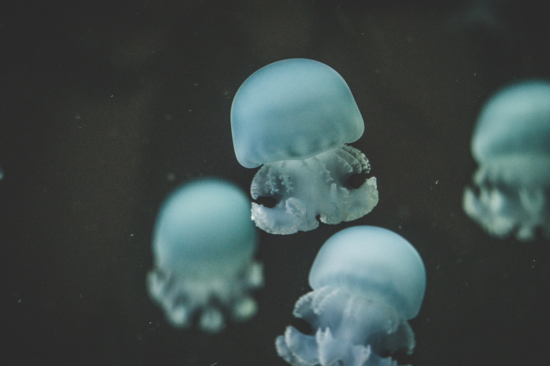 fish, jellyfish, black, bokeh, tentacle, berlin, biology, stinging, cnidarian, zoo, nervum, poisonous, wildlife, hd
