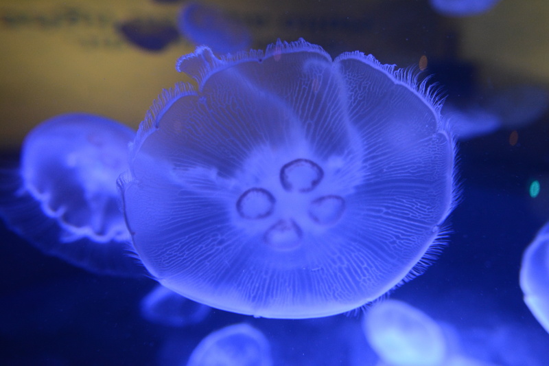 invertebrate, blue, swimming, sea Life, wildlife, marine, swimming Animal, water, animals in the wild, animals in captivity, undersea, 5K, animal, close-up