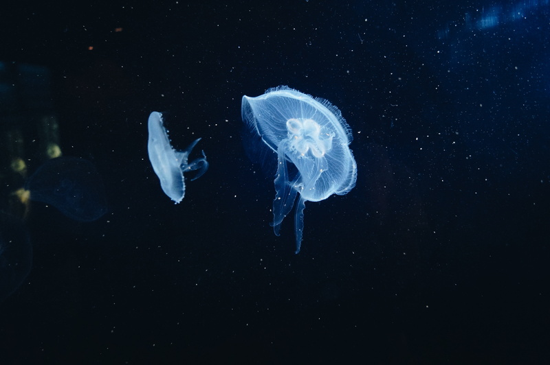 jellyfish, invertebrate, sea Life, underwater world, swimming, animals in captivity, no people, jellyfishes, nature, black background, aquatic, phosphorescence