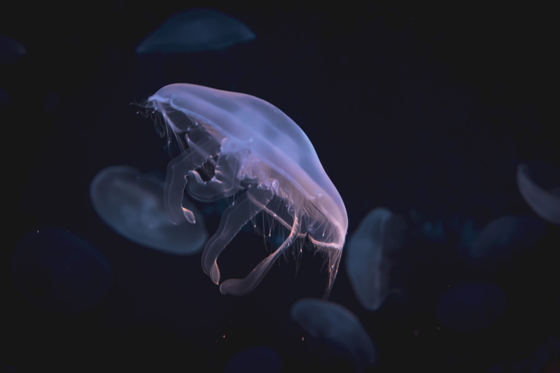 moon, animals In The Wild, abstract, tentacle, marine life, medusa, blue, deep, stinging, ocean, fish, aquatic, animal, 5K, nature, coast, poisonous, sealife