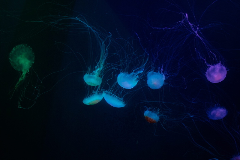  ocean, 2K, blue, animal, black Color, jellyfish, deep, photography, focus, desktop background, green, wildlife, poisonous, download, swimming Animal