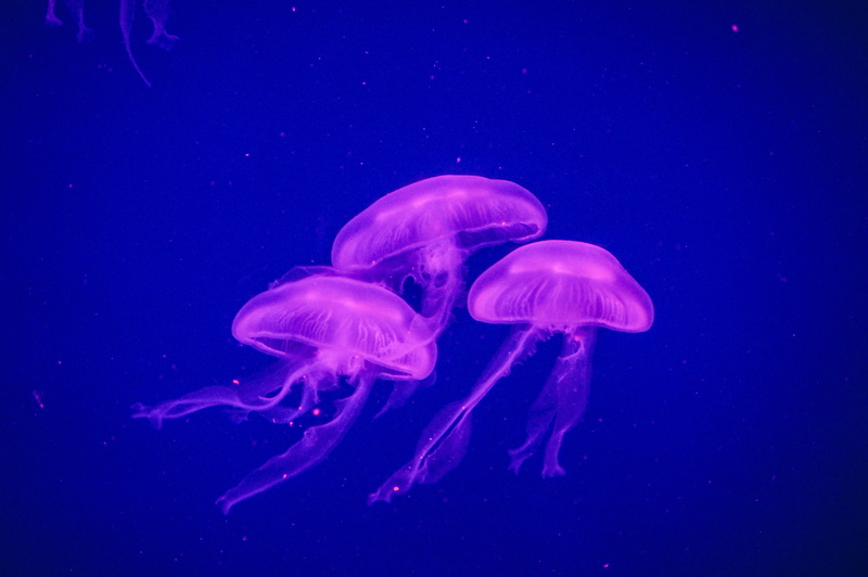 purple, aquarium, floating on water, 4K, translucent, poisonous, blue background, jellyfishes, fish Tank, transparent, tentacle, animal wildlife, backgrounds