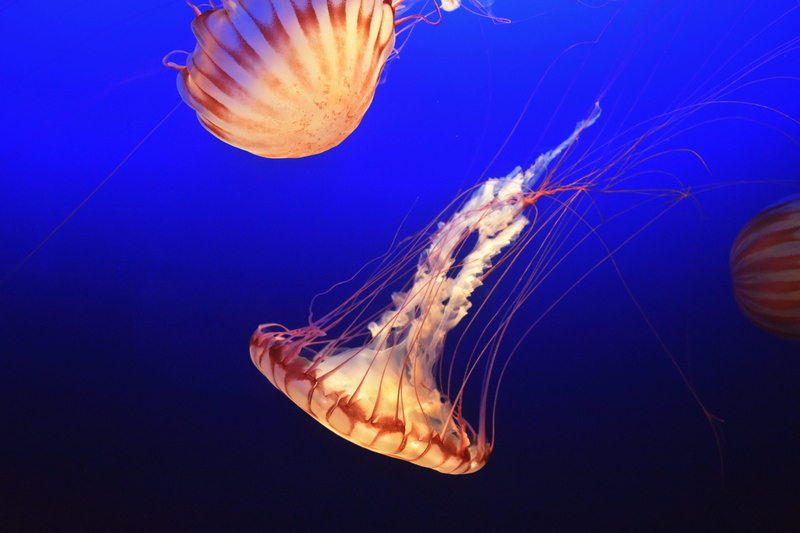 aquatic, underwater, ocean, nikon, deep, fish, jelly fish, wildlife, animal, water, nature, tentacle, beige, invertebrate, tropical Climate, sea Life Centre