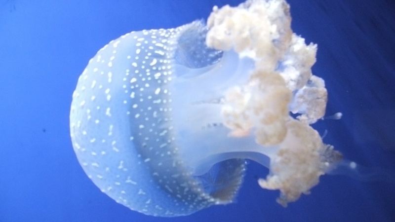 cnidarian, water, underwater, marine, no People, poisonous, aquarium, nature, tropical Climate, beauty In Nature, white, one animal, aquatic, stinging