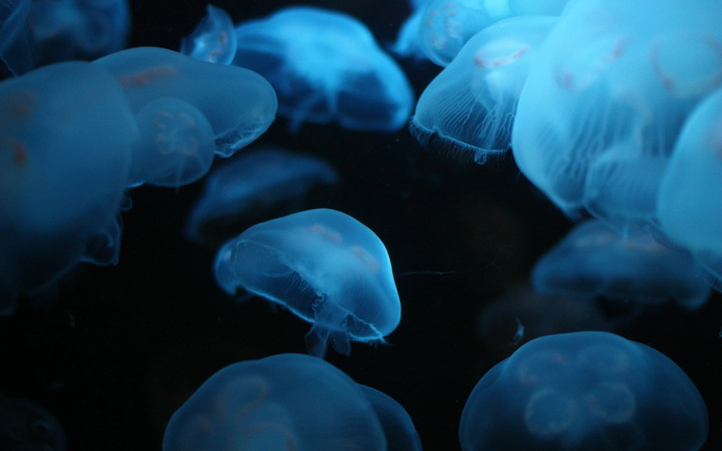 swimming, swimming Animal, aquarium, jellyfish, animal themes, animal wildlife, invertebrate, sea Life, stinging, tentacle, animals in the wild, undersea