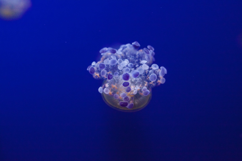 poisonous, wildlife, animal wildlife, underwater world, variety, tentacles, fish, stinging, reef, nature, medusa, aquarium, undersea, animal, tentacle