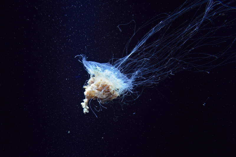 animal, sea, beauty in nature, black background, animal wildlife, swimming Animal, swimming, tentacles, stinging, multi Colored, undersea, white, underwater world