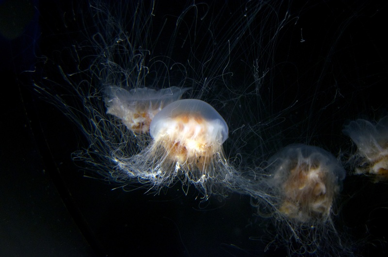 no people, swimming Animal, sea Life, animal themes, animal, sea, motion, close-up, poisonous, stinging, one animal, jellyfish, peaceful, undersea, black background