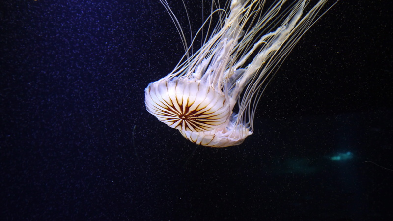 colorful, animal themes, Cnidarian, tentacle, aquarium, water, undersea, sea, swimming, white, black background, marine, meduse, shine through, underwater