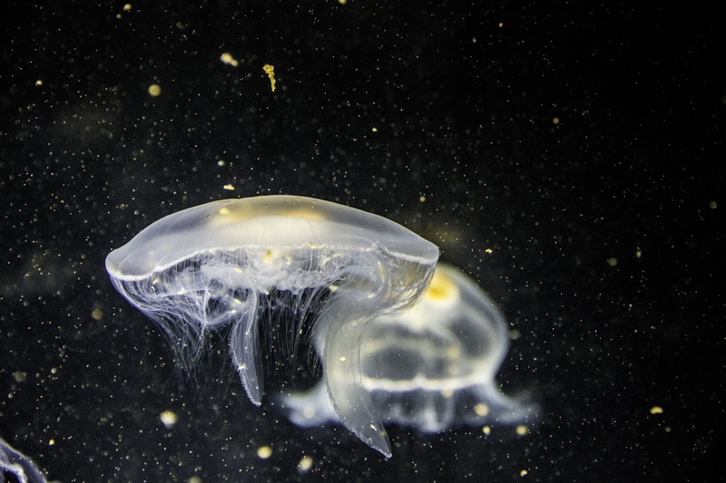 black background, swimming, no people, aquatic, underwater, wildlife, close-up, invertebrate, stinging, animal wildlife, nature, floating on water, water