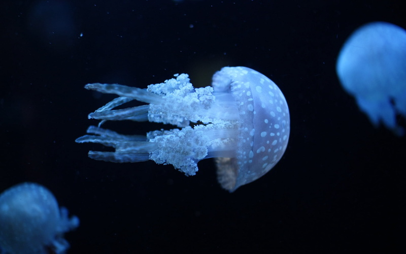 blue, aquarium, nature, luminosity, fish Tank, animal wildlife, fish, deep, water, swimming, life, group of animals, animals And Pets, invertebrate, stinging