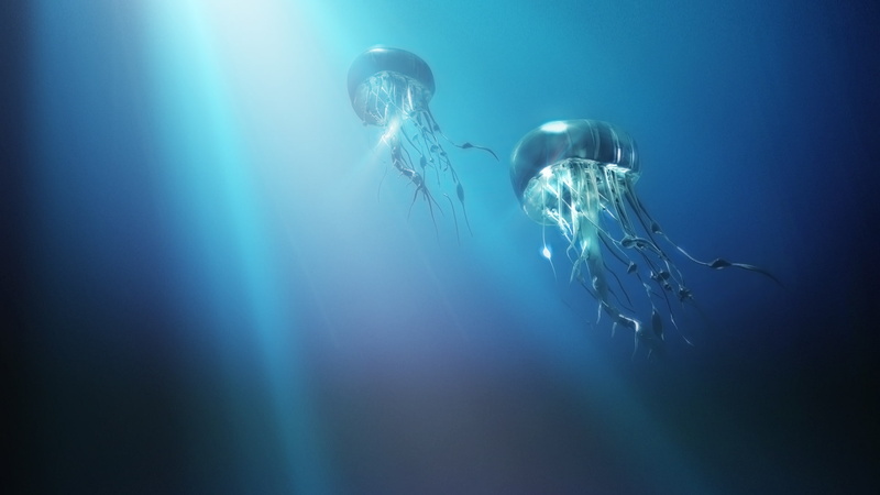 underwater, animals, hd, 1080P, jellyfish, sunlight, blue