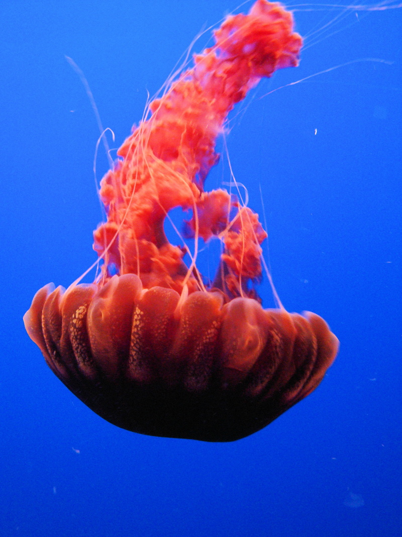 sea, underwater, jellyfish, nature, USA, Black Sea Nettle, Chrysaora Achlyos, Jelly Fish, 2K, wildlife, Jellies, MBA, California, monterey, blue, California
