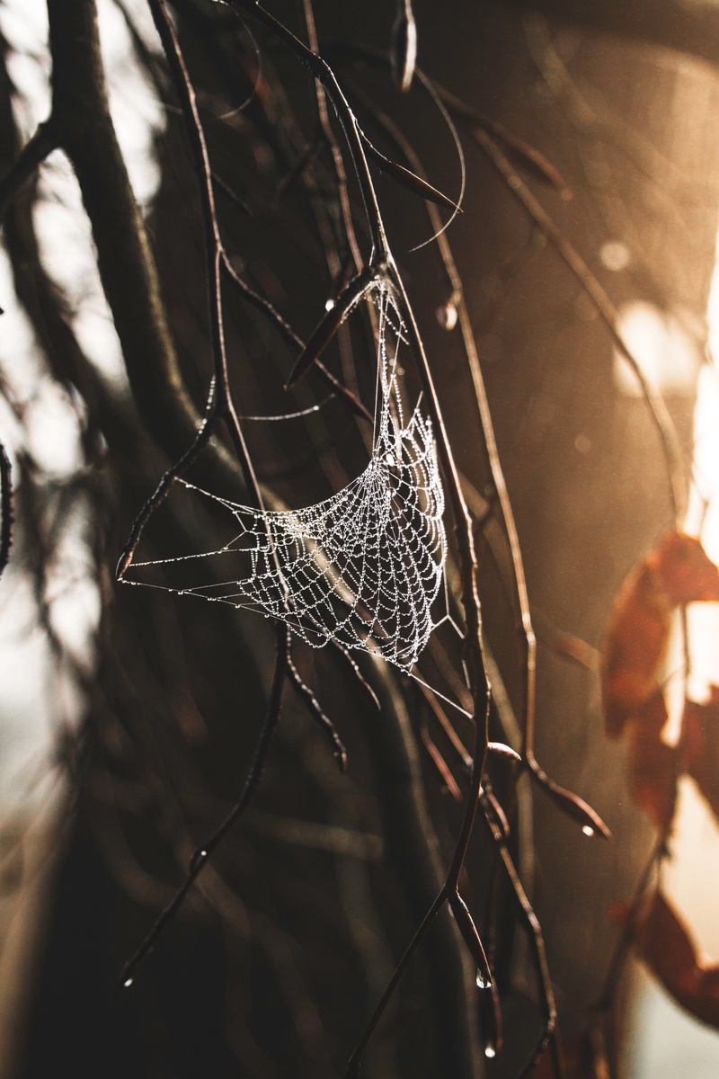 arachnid, selective focus, spider, animal, light, close-up, outdoors, animal themes, animals in the wild, one animal, branches, white, animal wildlife