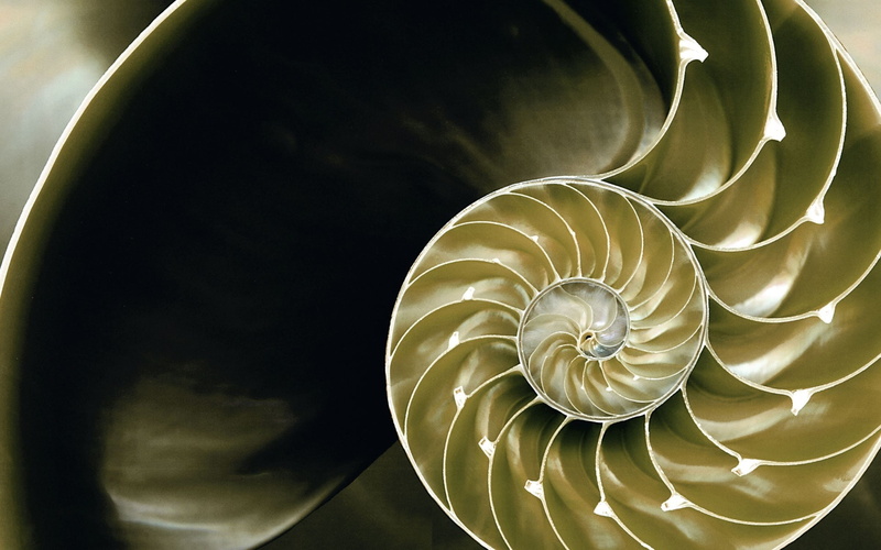 concentric, swirl, nature, animal shell, no people, natural pattern, black background, indoors, close-up, Plexus, animal wildlife, invertebrate, animal