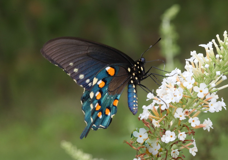pipevine, close-up, white, butterfly - Insect, multi Colored, Thin Film Interference, flower, petaled, spicebush, frequency, summer, animal, butterfly