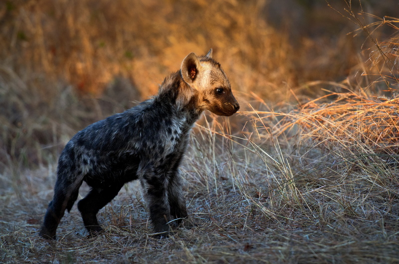 spots, standing, one animal, baby hyena, animals hunting, no people, animal themes, cute, wildlife, young, wild animal, spotted hyena, vertebrate, animal wildlife