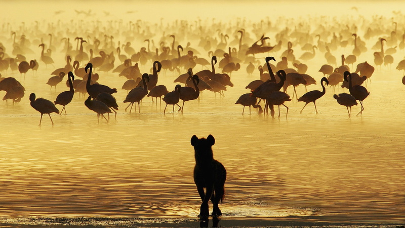 flock of birds, land, water, vertebrate, bird, large group of animals, outdoors, silhouette, 1080P, sunset, sky, beach, Flamingo, nature, group of animals