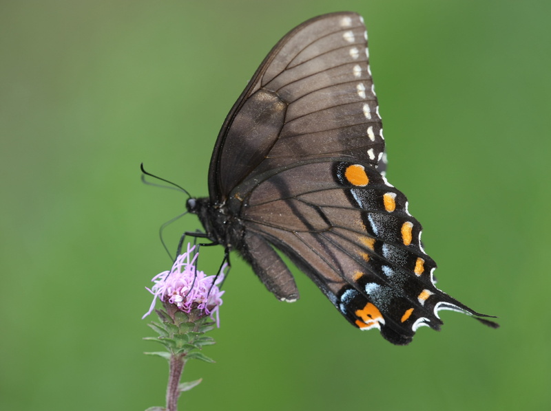 animal Wing, multi Colored, spicebush, yellow  eye, Asteraceae, pink, insect, papilio glaucus, swallowtail, Black Tiger, summer, purple, richmond county