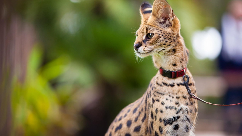 cat, brown, domestic animals, undomesticated cat, animal, vertebrate, cheetah, mammal, looking away, Leptailurus serval, focus on foreground, profile view
