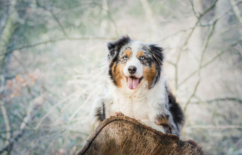 no people, canine, australian shepherd, puppy, merle, plant, dog, fun, domestic, friendship, focus on foreground, day, fur, adult, animal themes, looking