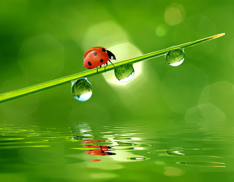 beetle, animal wildlife, drops, plant, small, meadow, reflection, invertebrate, red, day, no people, green Color, wet, animal, macro, springtime, leaf