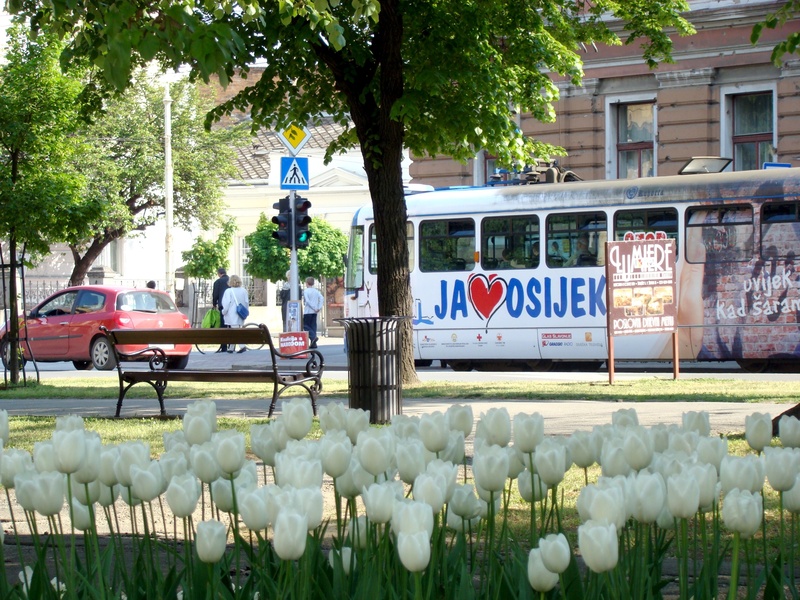text, communication, freshness, 2K, flowering plant, tulips, land vehicle, croatia, city, day, tree, architecture, incidental people, streetcar, for sale