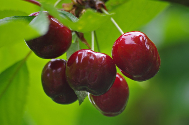 Thésée, depth of field, チェリ, cher, field, branch, Loir-et-Cher, 4K, food, loir, la-Romaine, organic, leaf, cereza, kiraz, cerise, kers, agriculture, depth