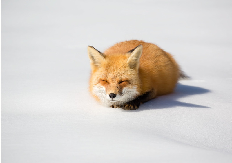 animals, winter, wildlife, nature, 1080P, mammals, snow, fox