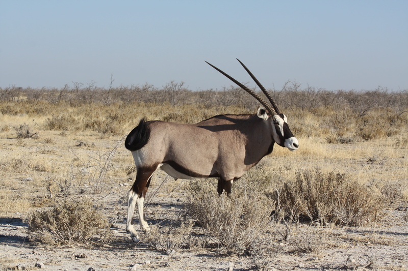 domestic animals, one animal, standing, Oryx, nature, domestic, mammal, environment, animal wildlife, 4K, day, no people, landscape, grass, Africa, Animal