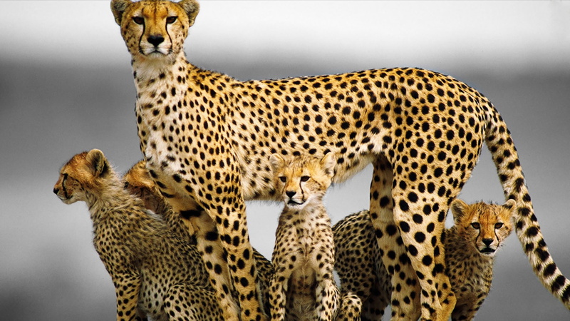 hunting, undomesticated cat, mammal, big cat, animal, animal wildlife, cheetah, animals, looking, baby animals, animal themes, animal family, survival