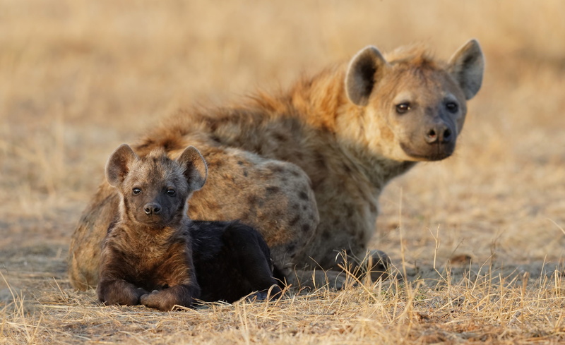 animals, hyena, Two, 2K, Cub, baby