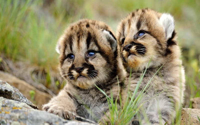 puma, two, adorable, beauty, mountan lion, cubs, 1080P, cute, lion, animals