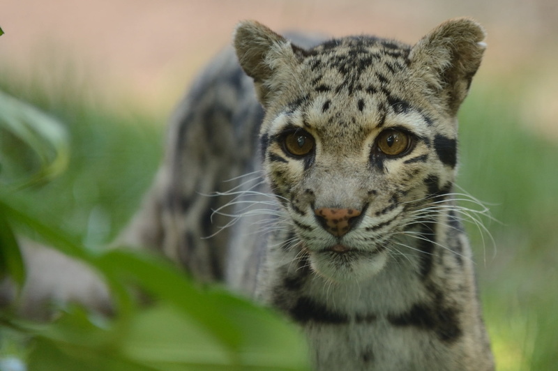 carnivore, animals And Pets, clouded leopard, tiger, outdoors, looking, vertebrate, carnivora, beauty In Nature, day, cub, big Cat, land, animal Head, no People