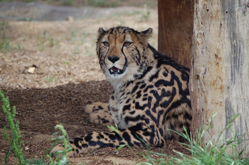 cheetah, kenya, animal themes, safari Animals, king cheetah, outdoors, africa, animal markings, undomesticated Cat, animal Head, black, endangered Species
