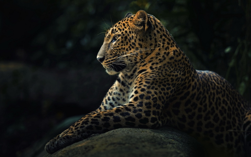 carnivora, animal, animal body part, wildlife, predator, animals Hunting, large, whisker, mammal, wilderness Area, animal Head, africa, safari Animals