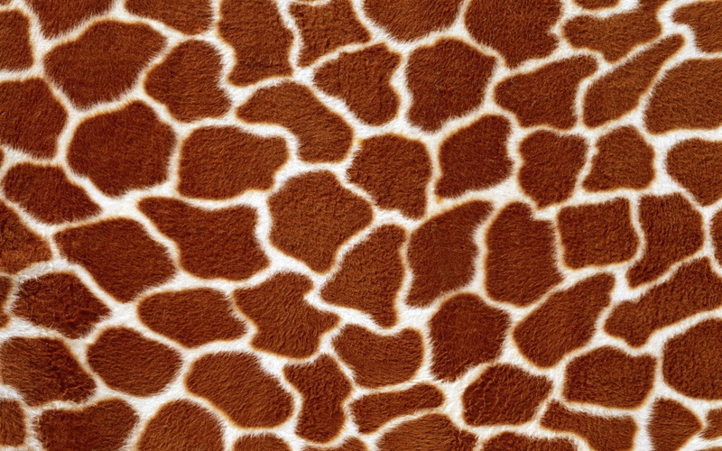 spotted, macro, giraffe, one animal, animal, nature, domestic animals, leopard, wildlife, animal Skin, close-up, animal markings, texture, 1080P, no People